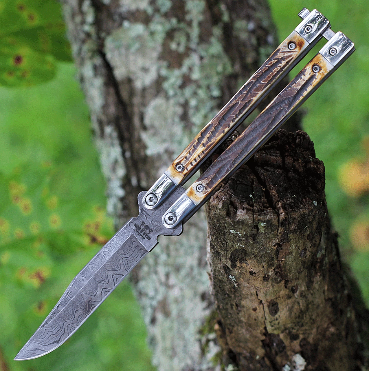 Bear & Son India Stag Bone Butterfly 517D, 3.5" High Definition Damascus Plain Blade, Brown Genuine India Stag Bone Handles 1 Bear & Son India Stag Bone Butterfly 517D, 3.5" High Definition Damascus Plain Blade, Brown Genuine India Stag Bone Handles