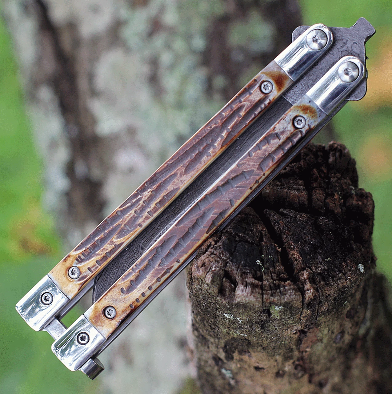 Bear & Son India Stag Bone Butterfly 517D, 3.5" High Definition Damascus Plain Blade, Brown Genuine India Stag Bone Handles 2 Bear & Son India Stag Bone Butterfly 517D, 3.5" High Definition Damascus Plain Blade, Brown Genuine India Stag Bone Handles - Image 2